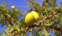 Fruits de l‘arganier sur l‘arbre